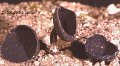 Helvella corium-amf2011